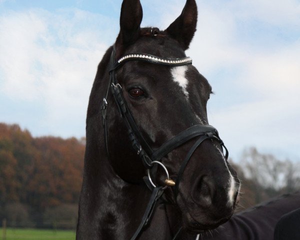 horse Zak 10 (Westphalian, 2011, from Zhivago)