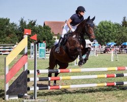 jumper Di Layla 3 (German Warmblood, 2011, from Dressage Royal)