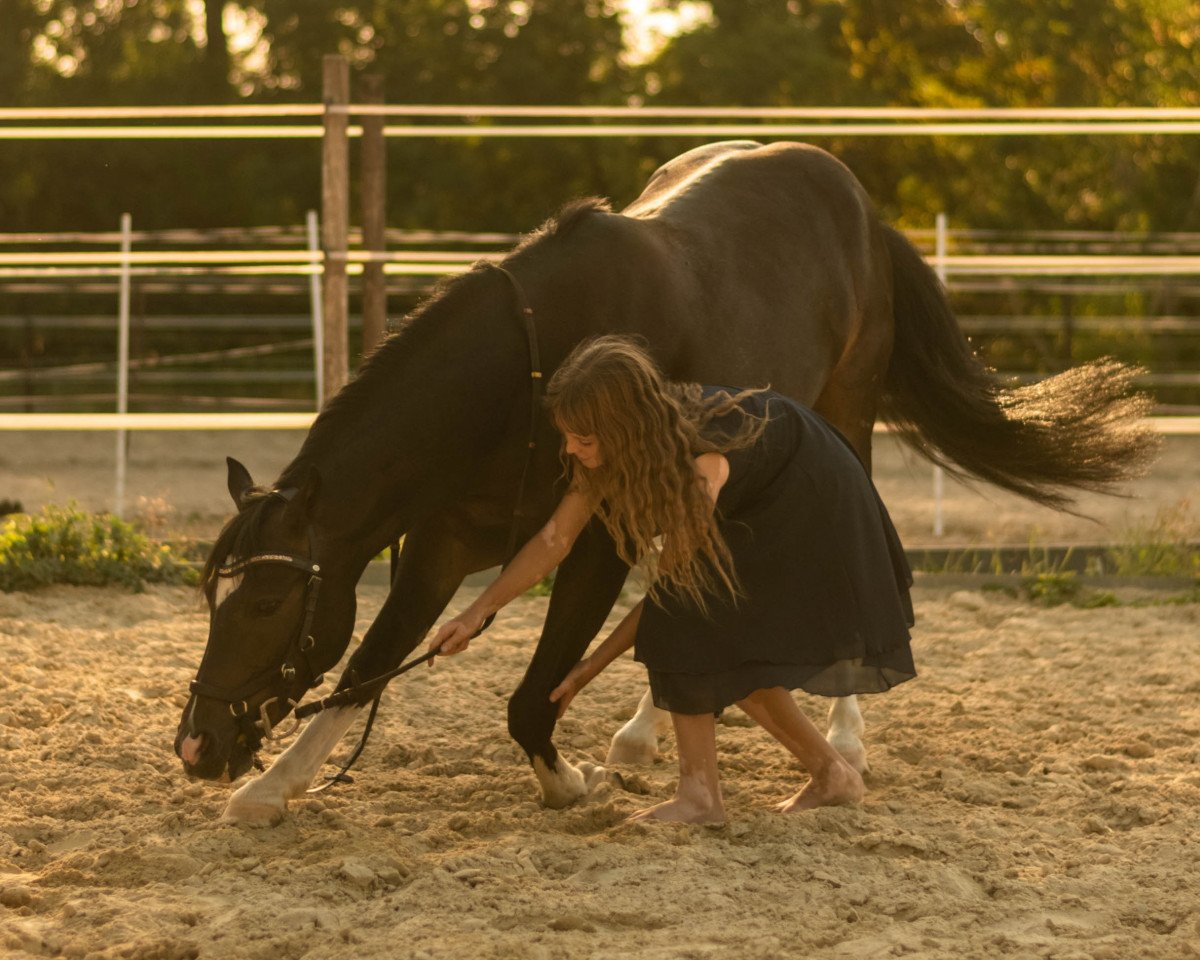 Caballo de Doma Nino de Angelo 8 (Poni de Monta Alemán, 2012, de No Limit)