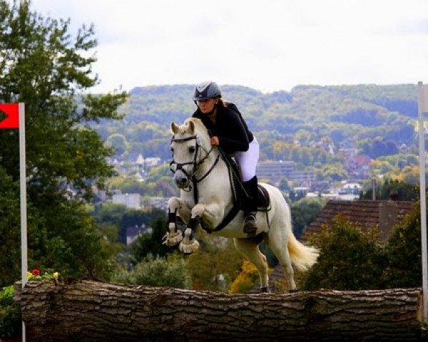 dressage horse Revelino (Welsh mountain pony (SEK.A), 1998, from Rondo)