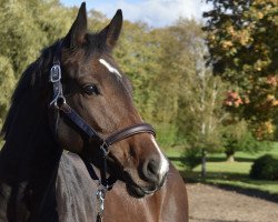 jumper Calea La Dame Digne (Holsteiner, 2017, from Crunch 3)