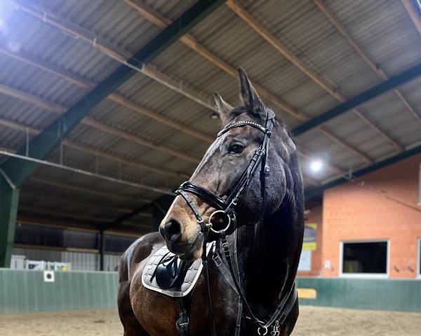 broodmare Jules Mumm 2 (Hanoverian, 2007, from Iberio)