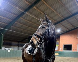 broodmare Jules Mumm 2 (Hanoverian, 2007, from Iberio)