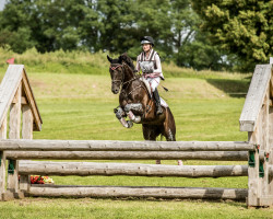 horse Della Stella Sdh (Austrian Warmblood, 2014, from Follow Me OLD)