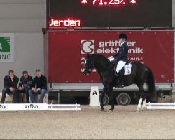 Dressurpferd Ghost 41 (Deutsches Reitpony, 2003, von Going Top)