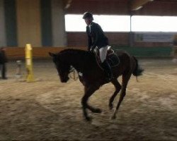 Springpferd Sting 13 (Westfale, 2006, von Stalypso)