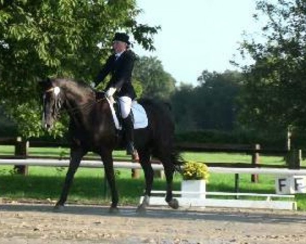 dressage horse Royal Son 5 (Westphalian, 1994, from Royal Angelo I)