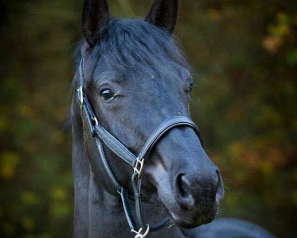 Pferd Sir Carismo (Westfale, 2013, von Sir Fidergold)