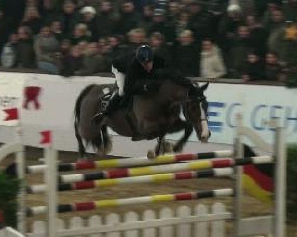 jumper Fellow 128 (Westphalian, 2001, from Foxiland xx)
