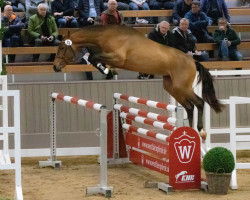 horse Hengst von Coryaro / Kannan (Holsteiner, 2020, from Coryaro)