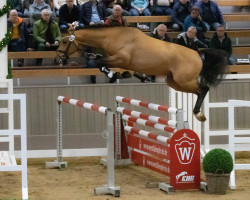 Deckhengst Bellico (Westfale, 2020, von Bellini Royal)