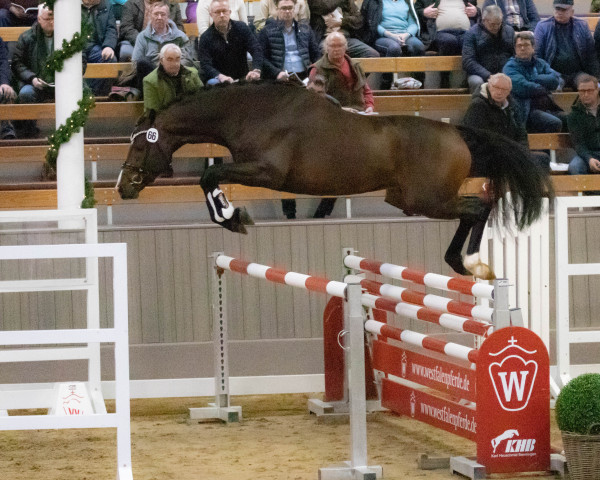 stallion Costa Cordalis (Westphalian, 2020, from Comme il Faut) stallion Costa Cordalis (Westphalian, 2020, from Comme il Faut)