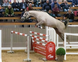 Springpferd Cool Aurelius DR (Hannoveraner, 2020, von Comme il Faut)