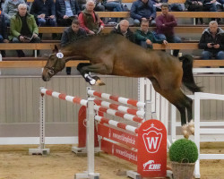 Deckhengst Dakito Royal (Westfale, 2020, von Diamant de Casall)