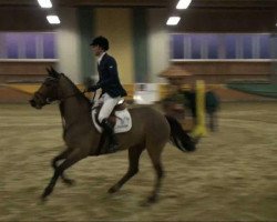 Springpferd Coriane H (Zangersheide Reitpferd, 2003, von Coriano)