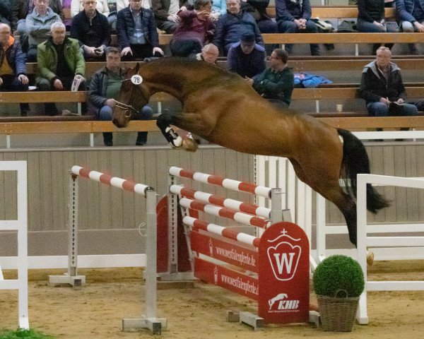 jumper Dycon BU (Westphalian, 2020, from Diathago)