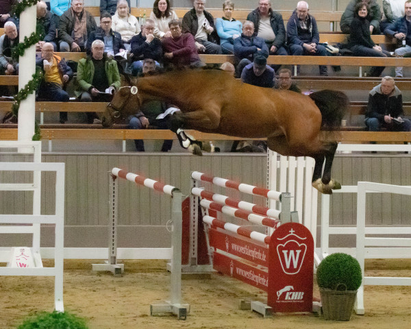 stallion Highway II (KWPN (Royal Dutch Sporthorse), 2020, from Eldorado van de Zeshoek)