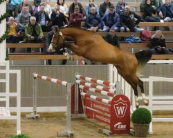 Springpferd Earl Grey de La Marchette (Zangersheide Reitpferd, 2020, von Emerald van 't Ruytershof)