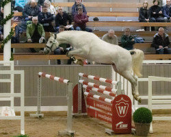Springpferd For Hope 3 (Oldenburger Springpferd, 2020, von For Treasure VDL)