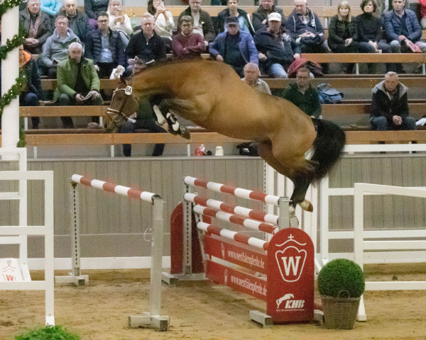 jumper Catmandu 3 (Westphalian, 2020, from Grand Slam VDL)