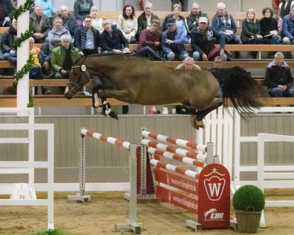 Springpferd Higgins 81 (Oldenburger Springpferd, 2020, von Hickstead White)