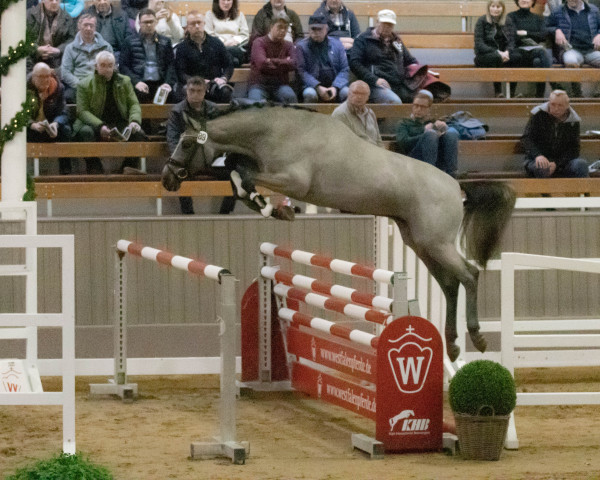 Deckhengst U2DV&PDS (Belgisches Warmblut, 2020, von Pegase van 't Ruytershof)