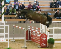 stallion Million Air (Westphalian, 2020, from Million Dollar)