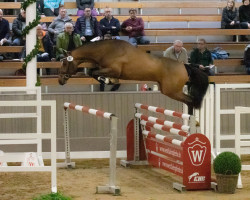 stallion MANCHESTER LIVERPOOL (German Sport Horse, 2020, from Manchester van't Paradijs)