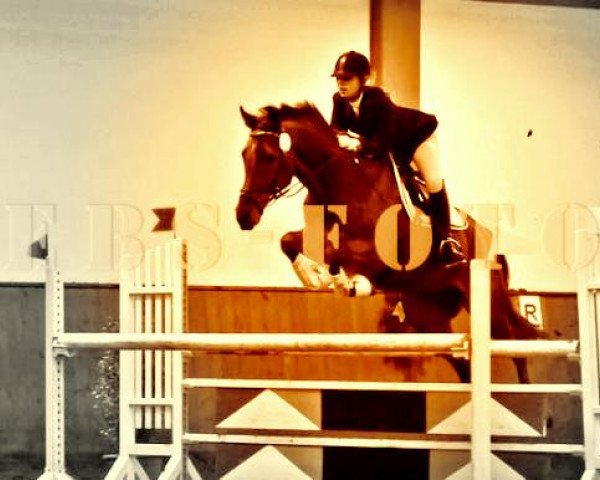 jumper Tabisko (Trakehner, 2002, from Abisko)