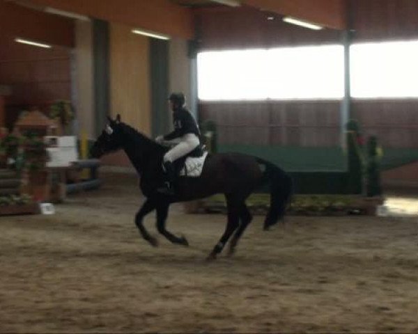 jumper Piccolo dio (Westphalian, 1995, from Potsdam)