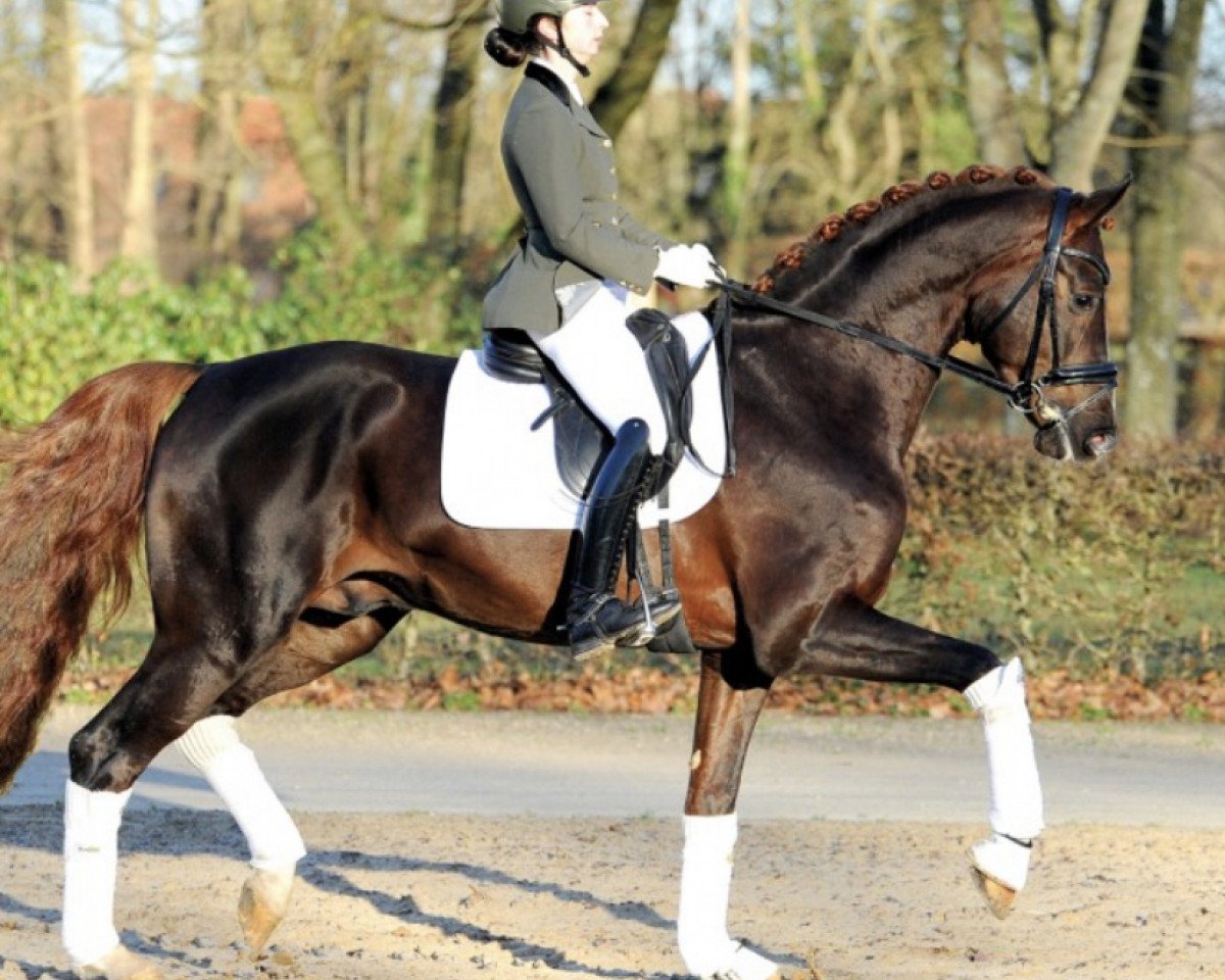 stallion Go for Romance PS (Oldenburg, 2018, from Governor-Str)