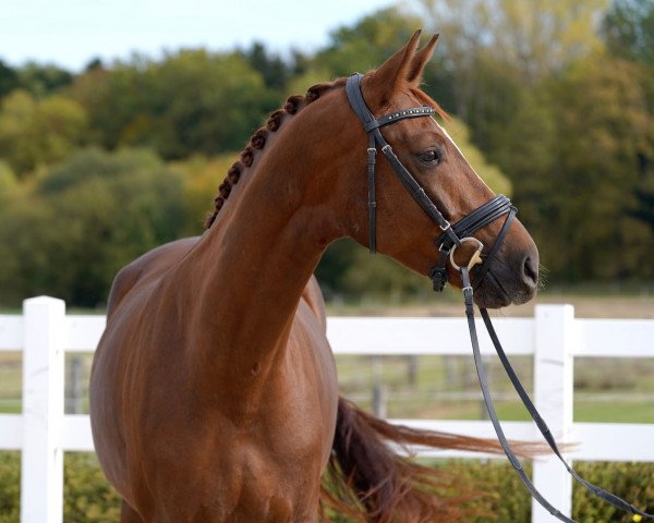 broodmare Be My Sunshine S (German Sport Horse, 2018, from Bon Coeur)