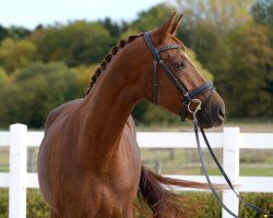 broodmare Be My Sunshine S (German Sport Horse, 2018, from Bon Coeur)