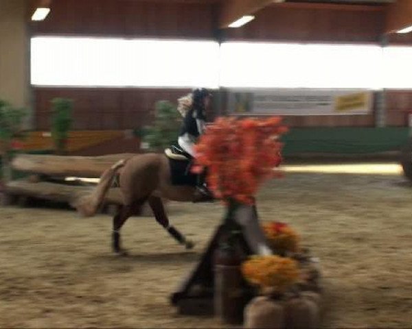 jumper Monfin Horizon Sunrise (Irish Sport Horse, 2002, from Tullibards Shakespeare)