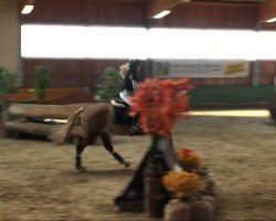 Springpferd Monfin Horizon Sunrise (Irish Sport Horse, 2002, von Tullibards Shakespeare)