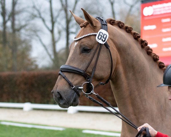 stallion Consantos (KWPN (Royal Dutch Sporthorse), 2020, from Conthargos)