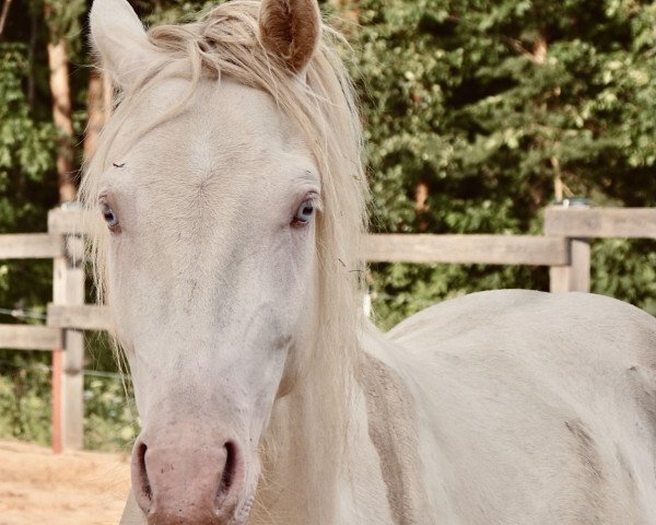 dressage horse Dumbledore’s Blue Eyes (German Riding Pony, 2017, from HET Don´t forget me)