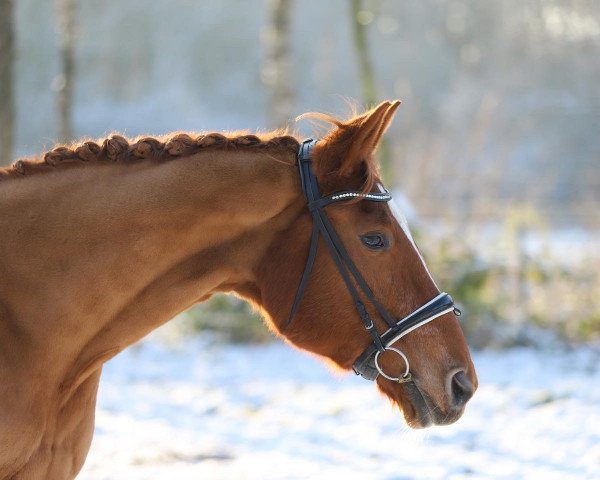 dressage horse Wenona 5 (Hanoverian, 2003, from Waterford)