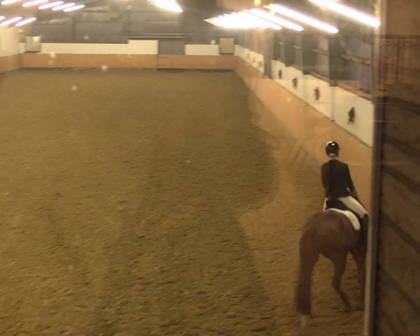 Reitturnier Datteln 2022