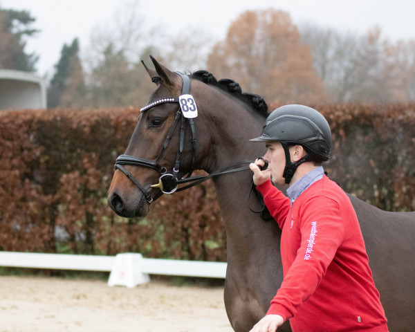 stallion Glorious Road (Westphalian, 2020, from Grand Slam VDL)