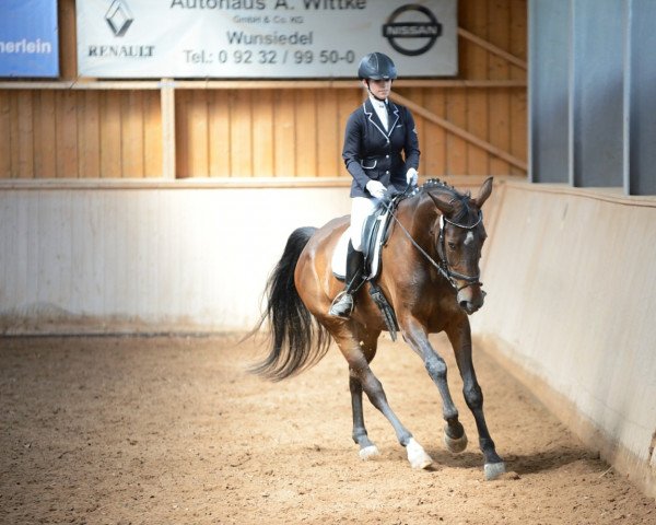 Dressurpferd Prima 28 (Lettisches Warmblut, 2010)