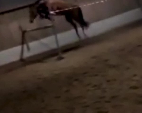 Video von Cara Cavalina