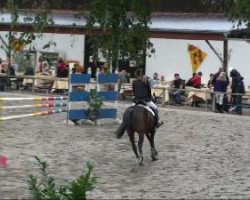 jumper Catch me 27 (Holsteiner, 2004, from Calato)