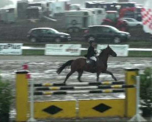 jumper Zephir (Hanoverian, 2002, from Zacharias)