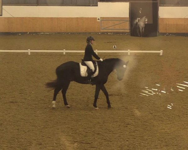 Reitturnier Datteln 2022