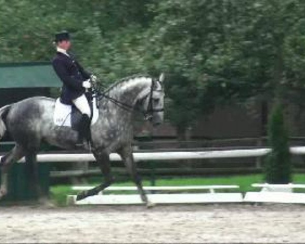 Dressurpferd Lord Louis S (Hannoveraner, 2002, von Likoto xx)