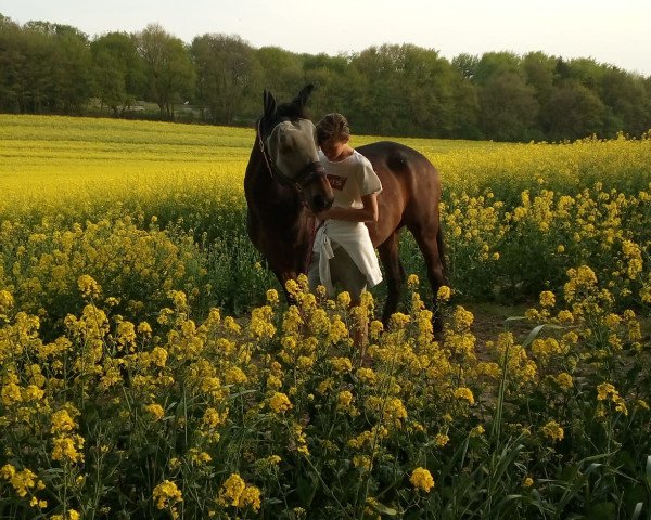 horse Follow Me (German trotters, 2005, from Super Arnie F1217 (US))