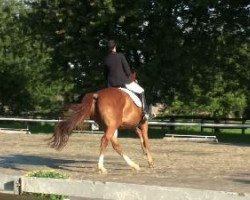 dressage horse Poldi 114 (Westphalian, 2002, from Praktiker)