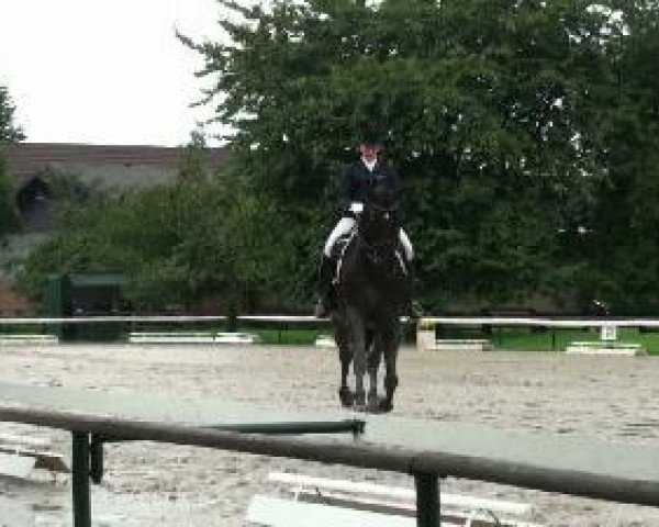 dressage horse Weltall (Westphalian, 1997, from Weltrat)