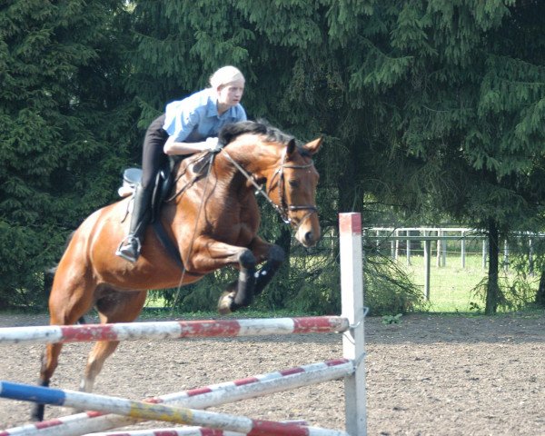 broodmare Picardy (Westphalian, 1996, from Prominenz)